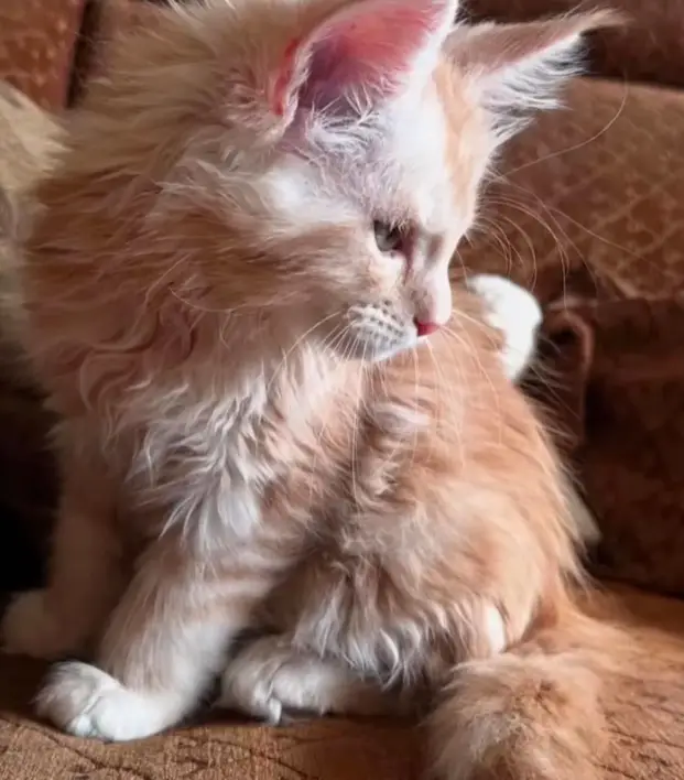 maine coon kittens home