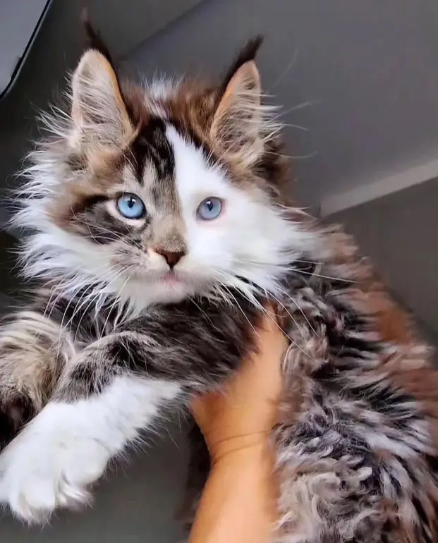 maine coon kittens home
