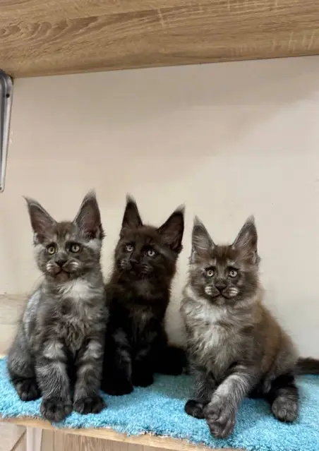 maine coon kittens home