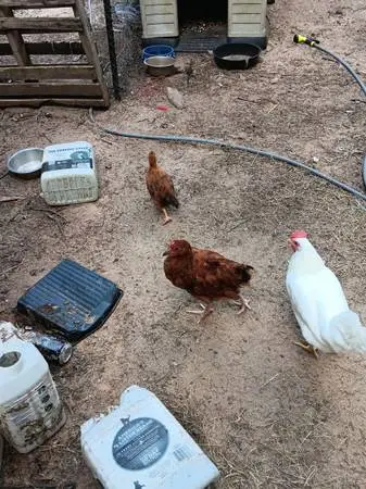 Chickens