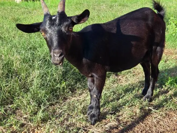 Nigerian dwarf
