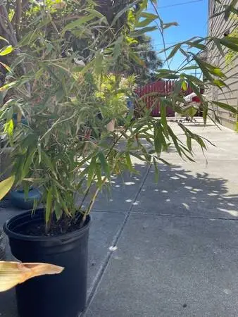 4.1 feet tall of bamboo tree