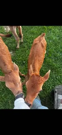 Jersey steers