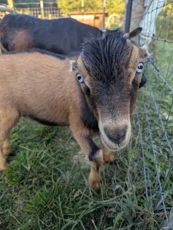 Mini Lamancha wether