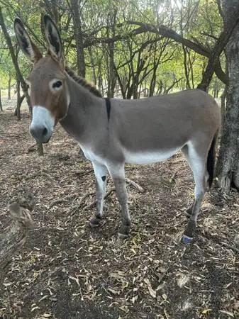 Donkeys