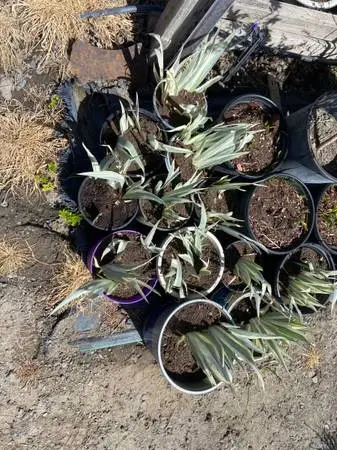 Iris bulb plants and Lilly bulb plants