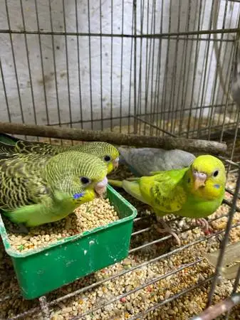 Three Parakeets