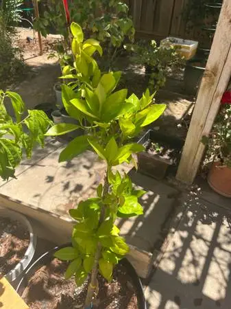 Beautiful Valencia Orange, Tree