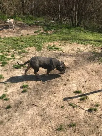 Cane Corso Mixed with Blue Xl bully