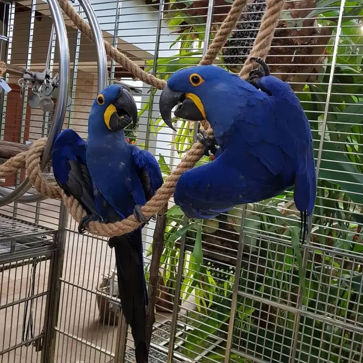 Hyacinth macaw