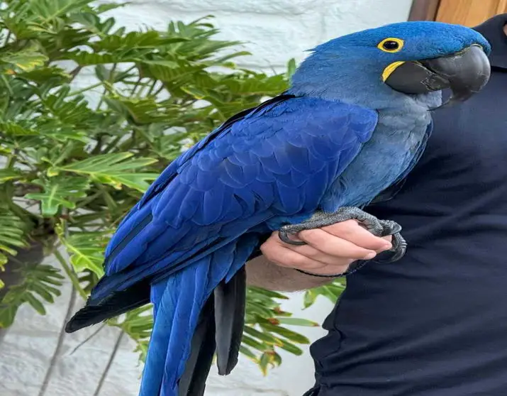 Hyacinth macaw