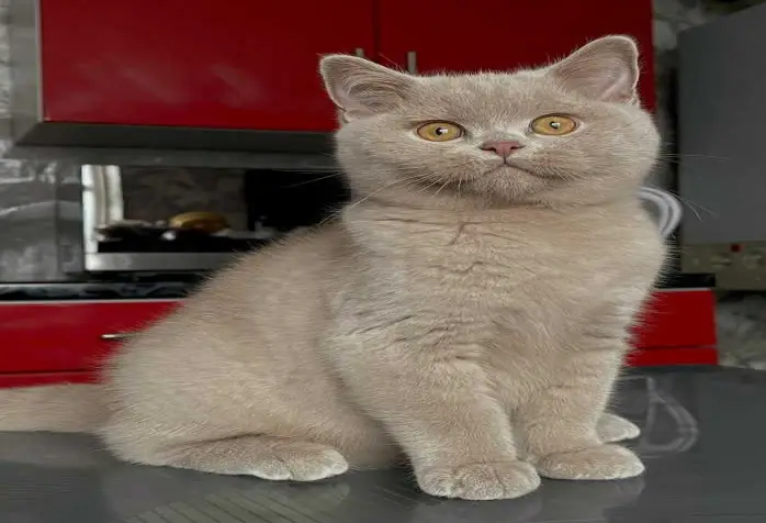 British shorthair kitten