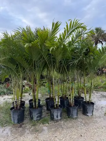 Christmas Palms 15G