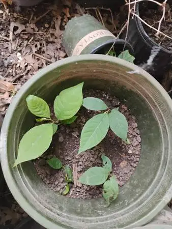 Paw Paw trees