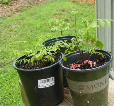 curry leaf plant