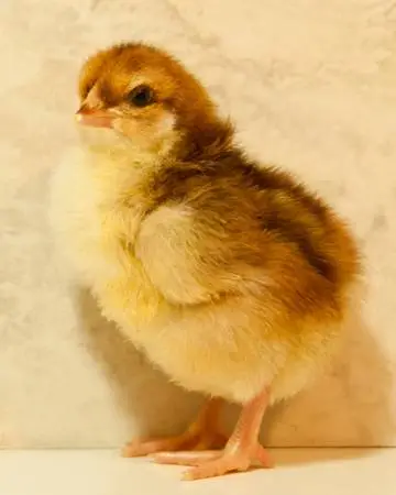 SPECKLED SUSSEX PULLET CHICKS~just hatched~HEAVY EGG LAYERS