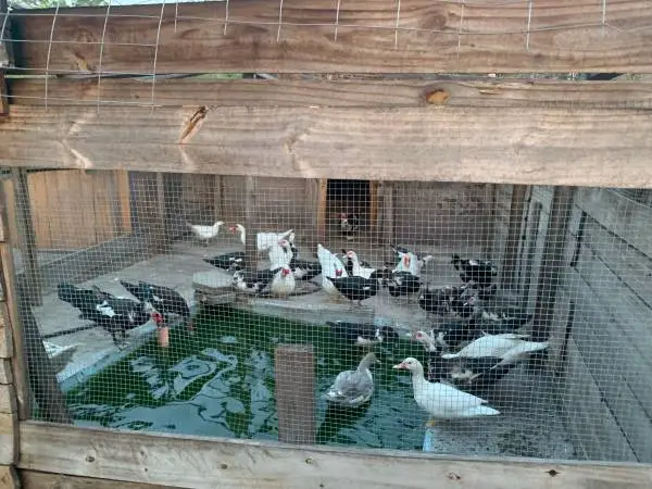 Live ducks