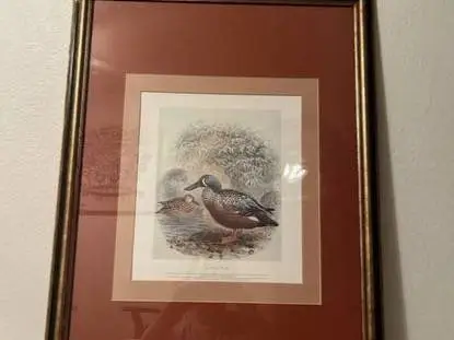 J.G. Keulemans 1888 Reprint - Shoveller or Spoonbill Duck, beautiful