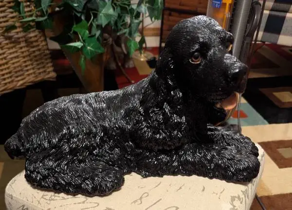 Cocker Spaniel