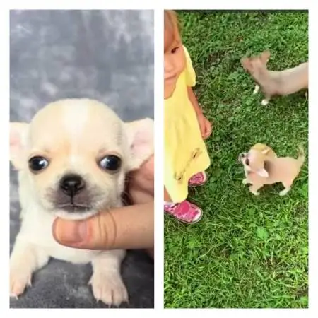 toy mini wawas