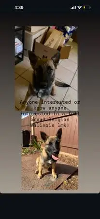 Belgian Malinois food