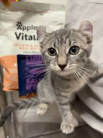 Highlander Lynx Polydactyl Kitten