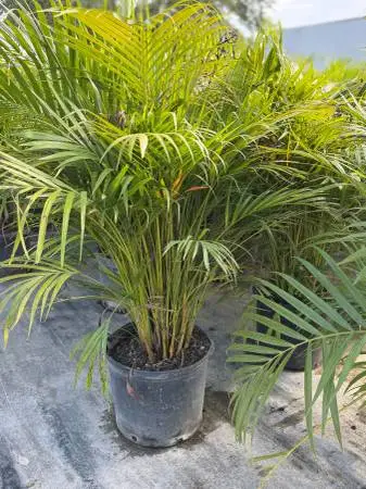 Areca Palms 7 Gallon