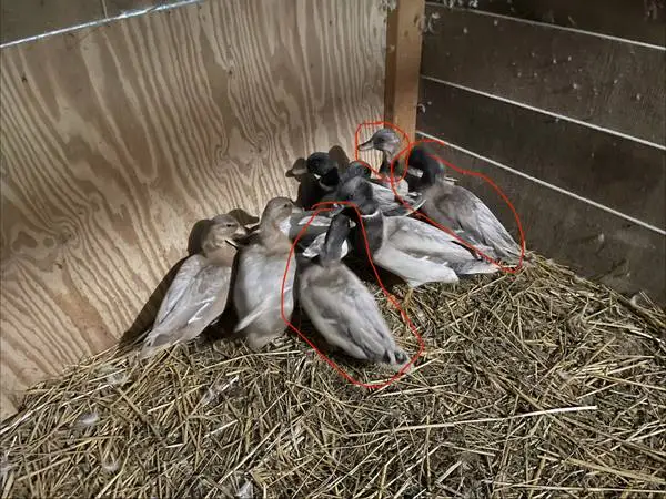 4 male Pastel Call Ducks