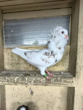 Beautiful Old Dutch Capuchine Pigeons - Please Read Description