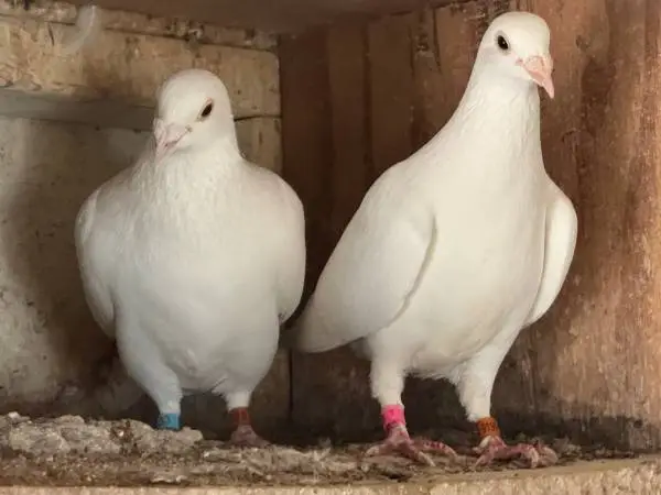White Mexican Jansens Homing Pigeons