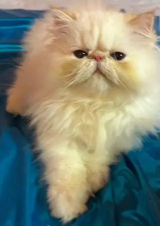 Persian kitten