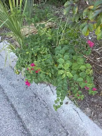 Bougainvillea-1 small purple  2 - 1/2 tall x 3 diameter, you dig