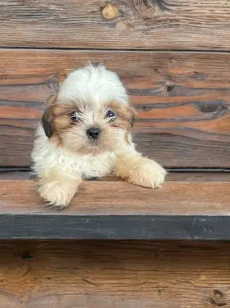 9 wk old Shihtzu