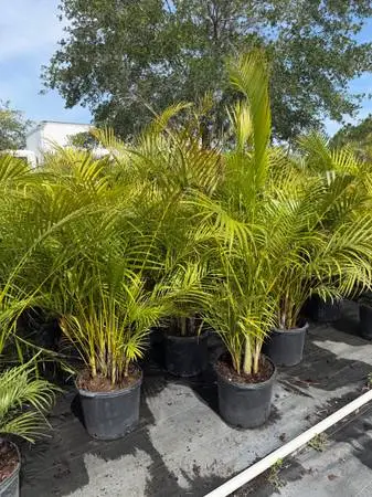 Areca Palms