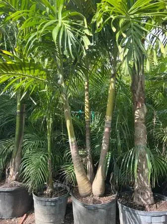 PALMS: Adonidias, Foxtail, Alexanders and lots more plants