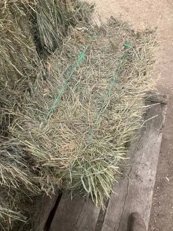 Hay
