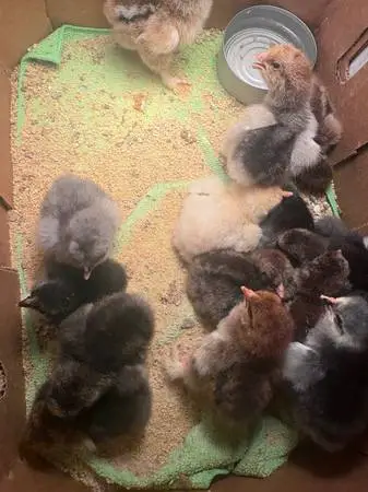 Cochin chicks