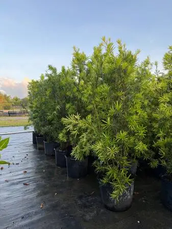 Podocarpus Plants 7G