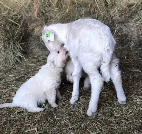 ST CROIX Sheep - and WHY ST CROIX sheep