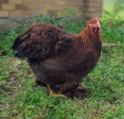 Chickens