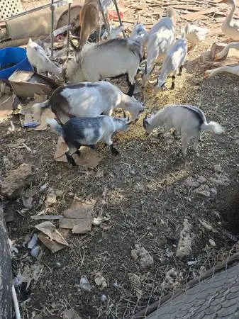Nigerian Dwarf Goats