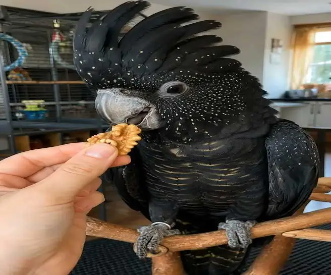cockatoo parrot
