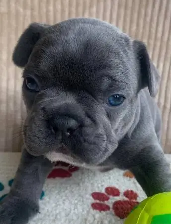 Sweet French Bulldog Puppies for Sale