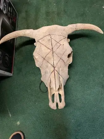 Cow Skull with horns