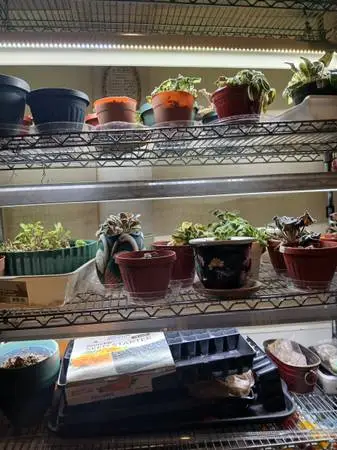 4 - PLANT GROW LIGHTS / SHELVING & VIOLETS $60.