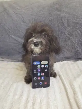 puppies for sale