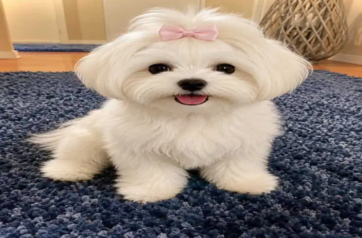 Maltese