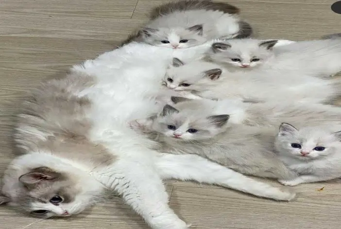 Ragdoll