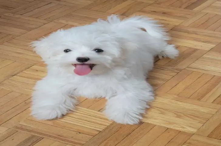 Maltese