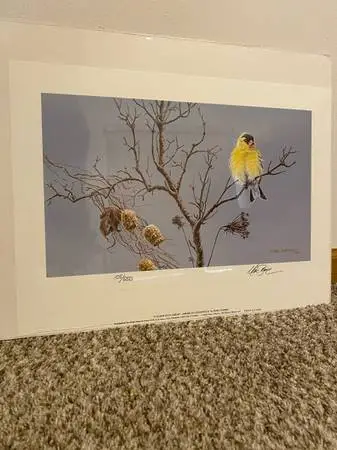 Colder Days Ahead, American Goldfinch by Marc Barrie